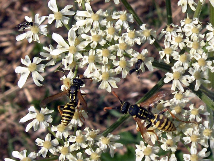 Crevant - Berry - 2005 © Daniel Schipper