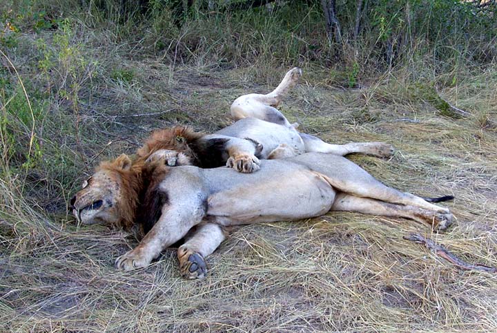Afrique du Sud - 2008 © Alexandra Rosetti